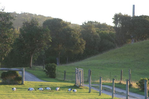 Driftwood Villas - Sunshine Coast Tourism 1