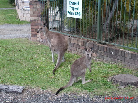 Emerald Tropical Palms B & B - Sunshine Coast Tourism 1