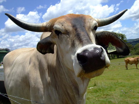 Escape To The Country - Enjoy The Firepit Or Explore Magical Bunya Mountains - Holiday Sunshine Coast 2