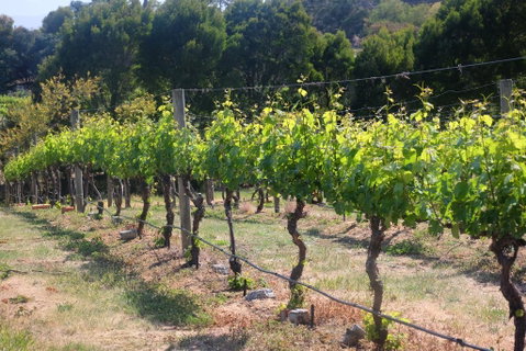 Every Man And His Dog Vineyard - Sunshine Coast Tourism 2