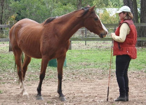 Fullcircle Farm - Sunshine Coast Tourism 2