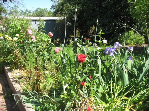 Goat Square Cottages - Sunshine Coast Tourism 2