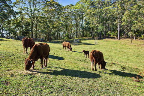 GOWAN ROSS COTTAGE - Holiday Sunshine Coast 1
