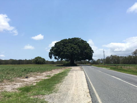 Jacobbs Well - Sunshine Coast Tourism 1