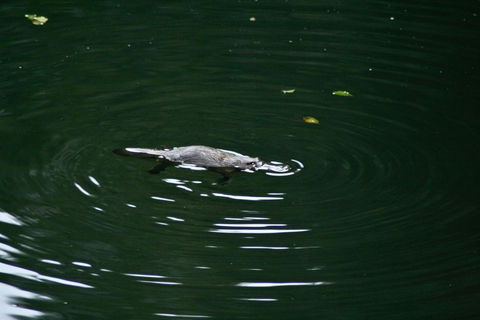 Kaalba - Sunshine Coast Tourism 0