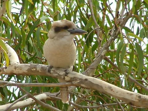 Kookaburra Nest - Sunshine Coast Tourism 0