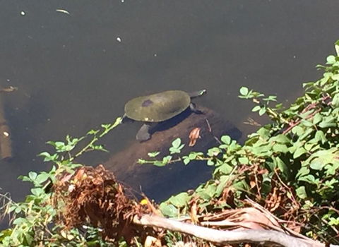 Lakeside Suites - Sunshine Coast Tourism 2