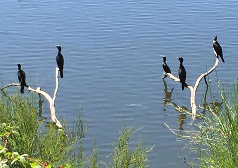 Lakeside Suites - Sunshine Coast Tourism 3