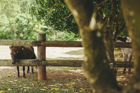Mango Hill Farm - Holiday Sunshine Coast 2
