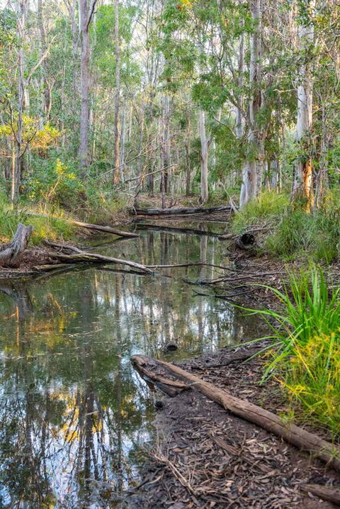 Mango Lodge At River Heads - Sunshine Coast Tourism 3
