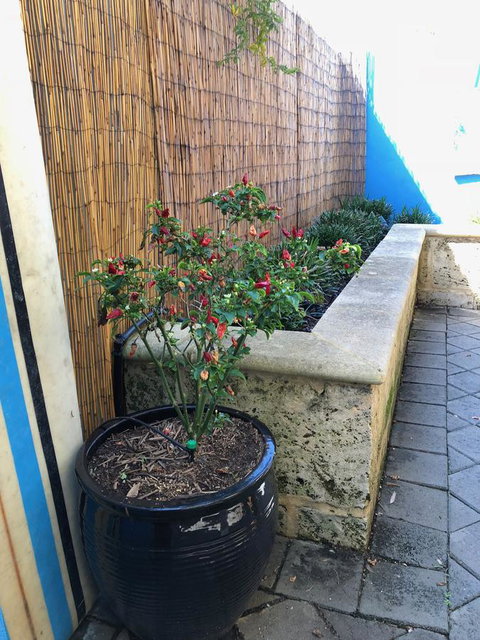 BeachHideaway@Scarborough - Sunshine Coast Tourism 33