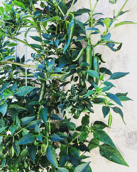 BeachHideaway@Scarborough - Sunshine Coast Tourism 9