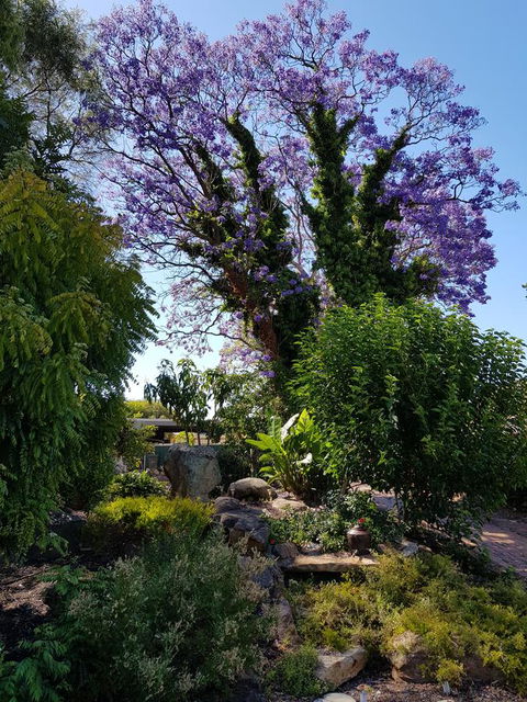 Jacaranda Hideaway Bed & Breakfast - Holiday Sunshine Coast 10