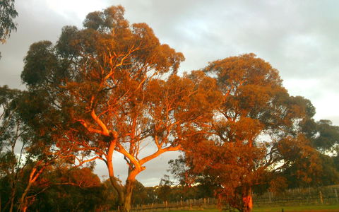 Hotham Ridge Estate - Sunshine Coast Tourism 35