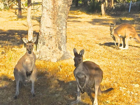 Sandpiper Retreat - Sunshine Coast Tourism 37