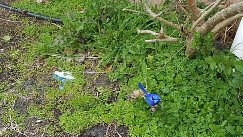 Abbivale Farm Cottage - Holiday Sunshine Coast 17