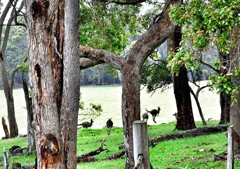 For The Birds Yallingup - Sunshine Coast Tourism 22