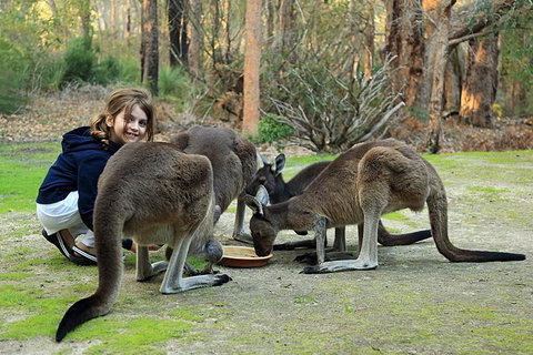 Yelverton Brook Conservation Sanctuary - Sunshine Coast Tourism 5