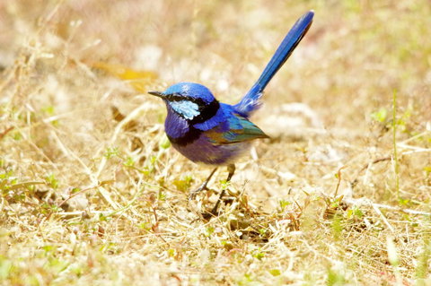 Yelverton Brook Conservation Sanctuary - Sunshine Coast Tourism 23