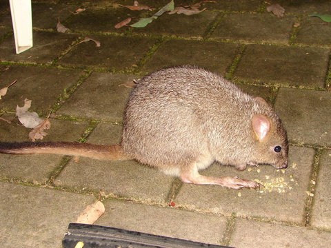 Yelverton Brook Conservation Sanctuary - Sunshine Coast Tourism 37