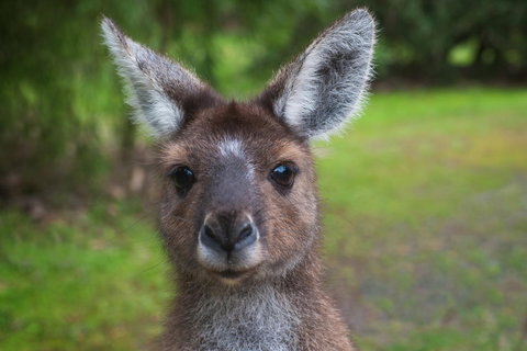 Yelverton Brook Conservation Sanctuary - Sunshine Coast Tourism 25
