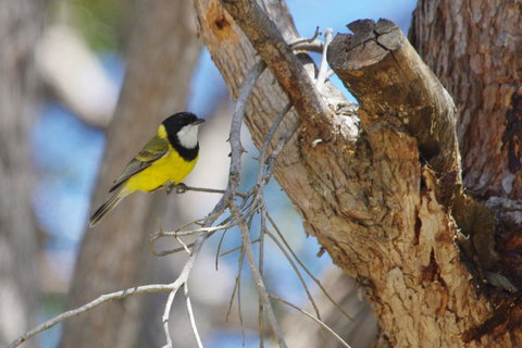 Yelverton Brook Conservation Sanctuary - Sunshine Coast Tourism 35