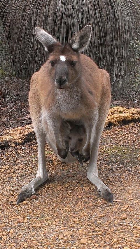 Yelverton Brook Conservation Sanctuary - Sunshine Coast Tourism 27