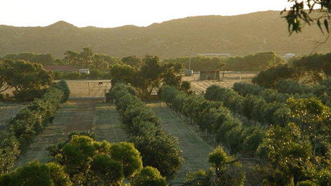 Bentwood Olive Grove Accommodation - Sunshine Coast Tourism 20