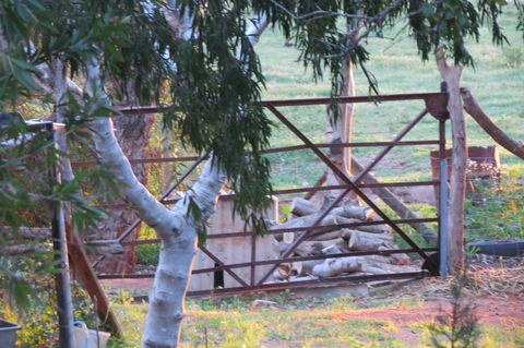 Bentwood Olive Grove Accommodation - Sunshine Coast Tourism 25