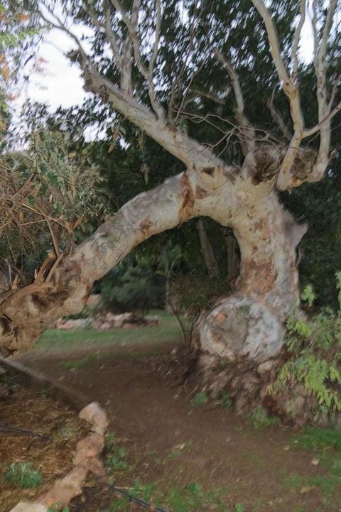 Bentwood Olive Grove Accommodation - Sunshine Coast Tourism 22