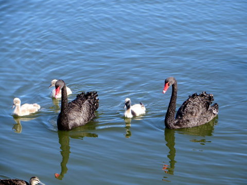 Yunderup Kannie Kottage - Holiday Sunshine Coast 3