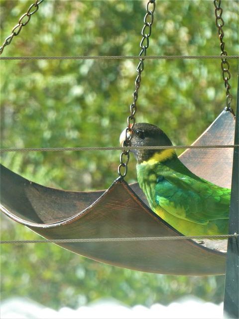 Treetops Cottage - Sunshine Coast Tourism 29