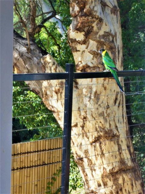 Treetops Cottage - Sunshine Coast Tourism 27
