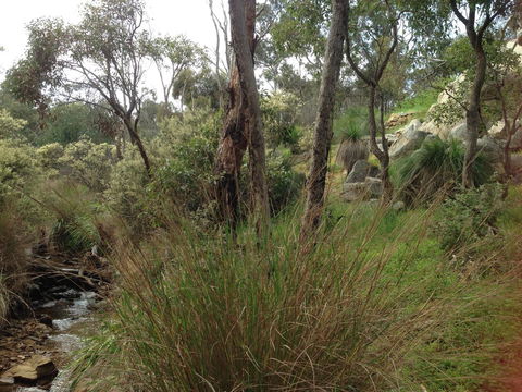 Treetops Cottage - Sunshine Coast Tourism 24
