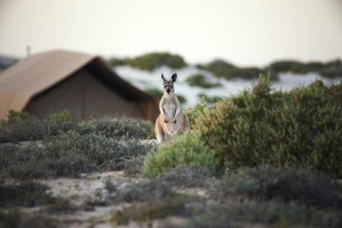 Sal Salis Ningaloo Reef - Sunshine Coast Tourism 32