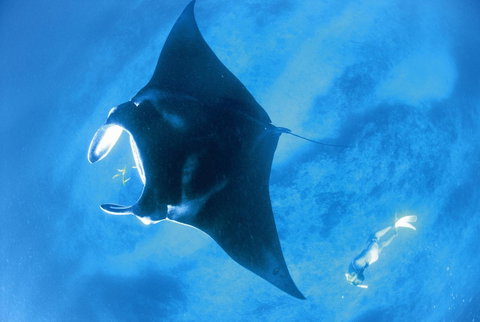 Sal Salis Ningaloo Reef - Sunshine Coast Tourism 28