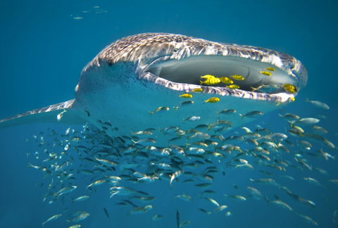 Sal Salis Ningaloo Reef - Sunshine Coast Tourism 20