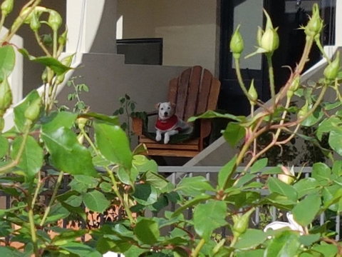 Como Executive Apartment - Sunshine Coast Tourism 17