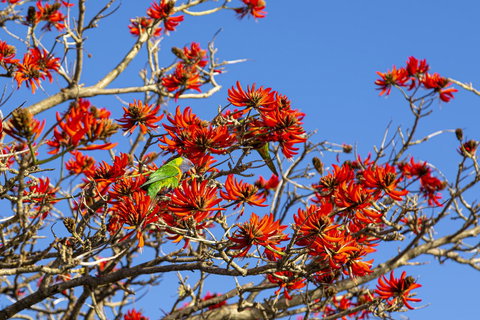 Como Executive Apartment - Sunshine Coast Tourism 19