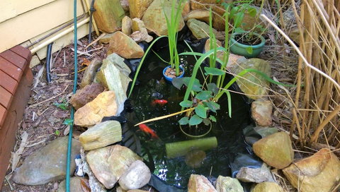 Black Cockatoo Lodge - Sunshine Coast Tourism 29