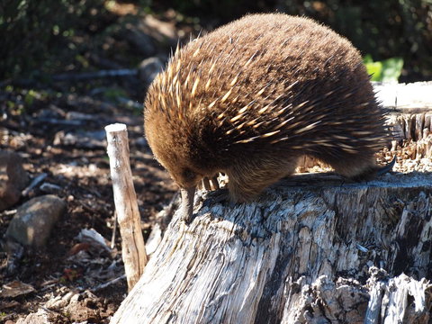 Erriba House - Holiday Sunshine Coast 14