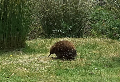 Erriba House - Holiday Sunshine Coast 10