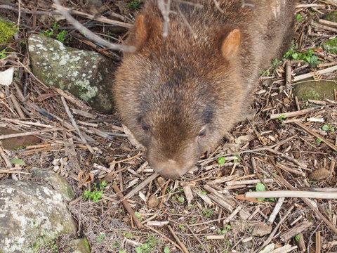 Erriba House - Holiday Sunshine Coast 8