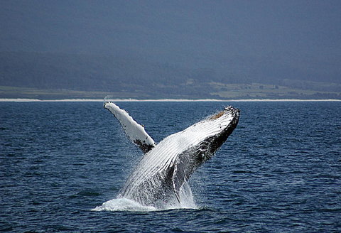 Suntrap Cove Bicheno - Sunshine Coast Tourism 39