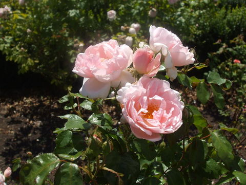 The WeareHouse In Deloraine - Sunshine Coast Tourism 39