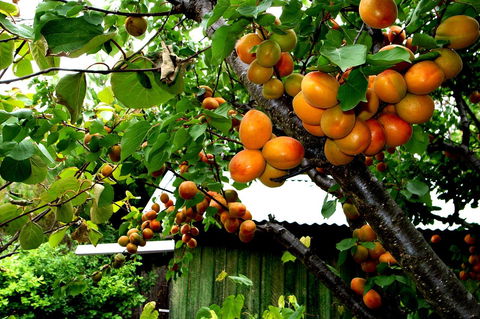 Eureka Farm - Holiday Sunshine Coast 8