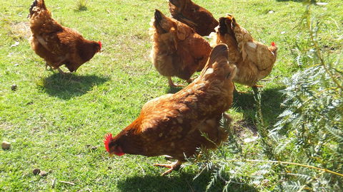 Eureka Farm - Holiday Sunshine Coast 27