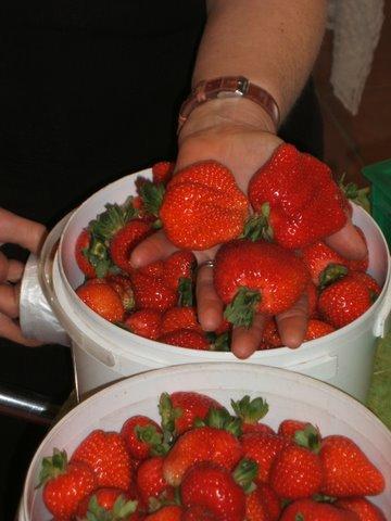 Eureka Farm - Holiday Sunshine Coast 17