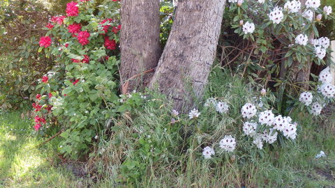 Karoola Cottage Self Contained - Sunshine Coast Tourism 16