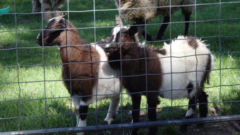 Karoola Cottage Self Contained - Sunshine Coast Tourism 18